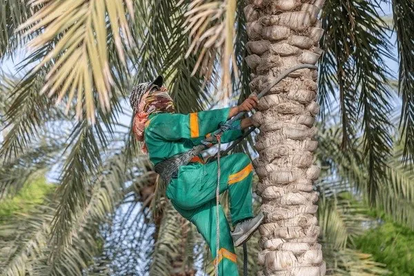 Worker climbing a date palm at harvest