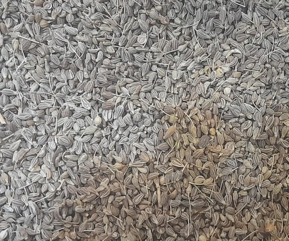 Anise seed, the raw material for Egyptian anise oil
