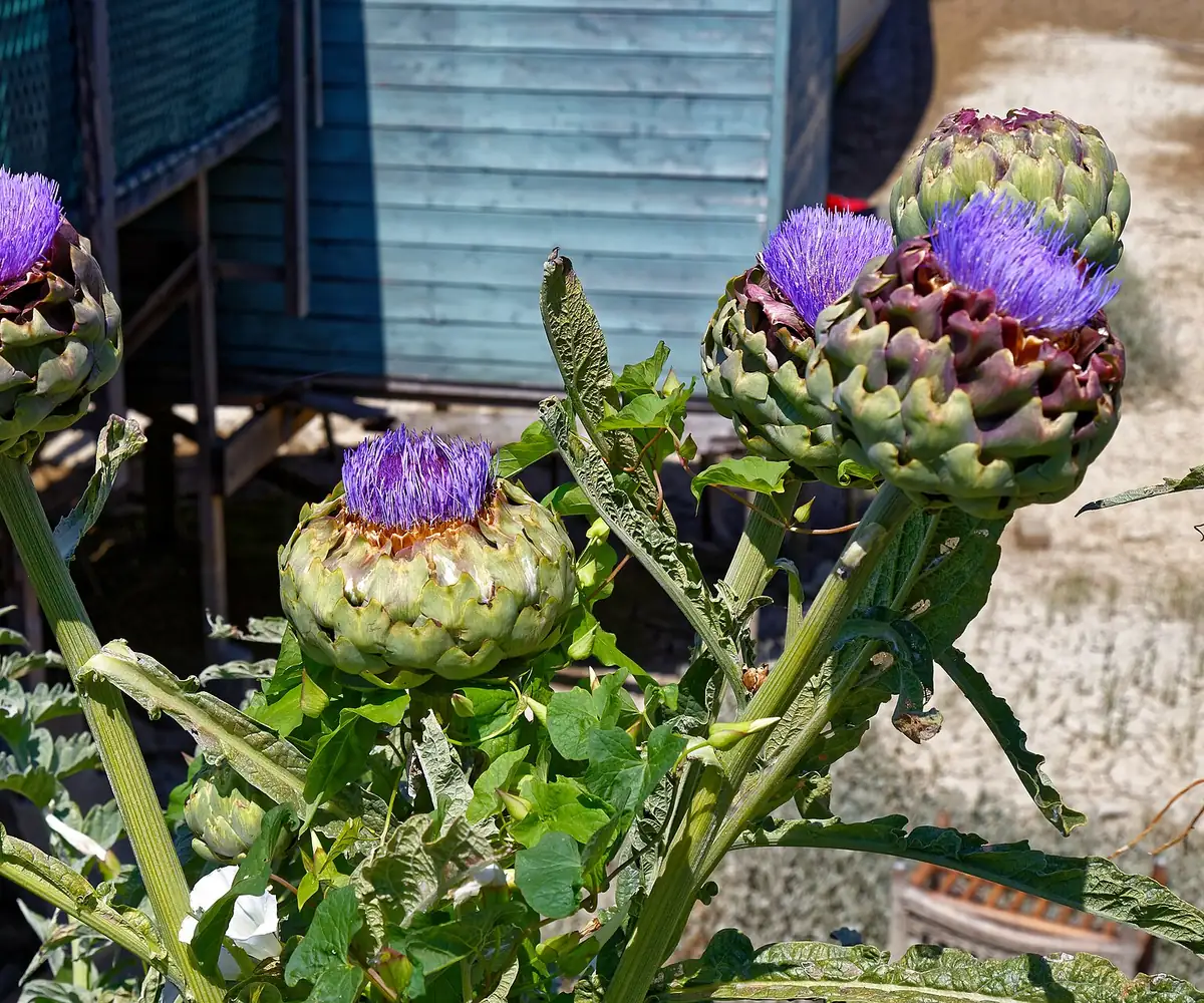 Fresh Egyptian artichokes
