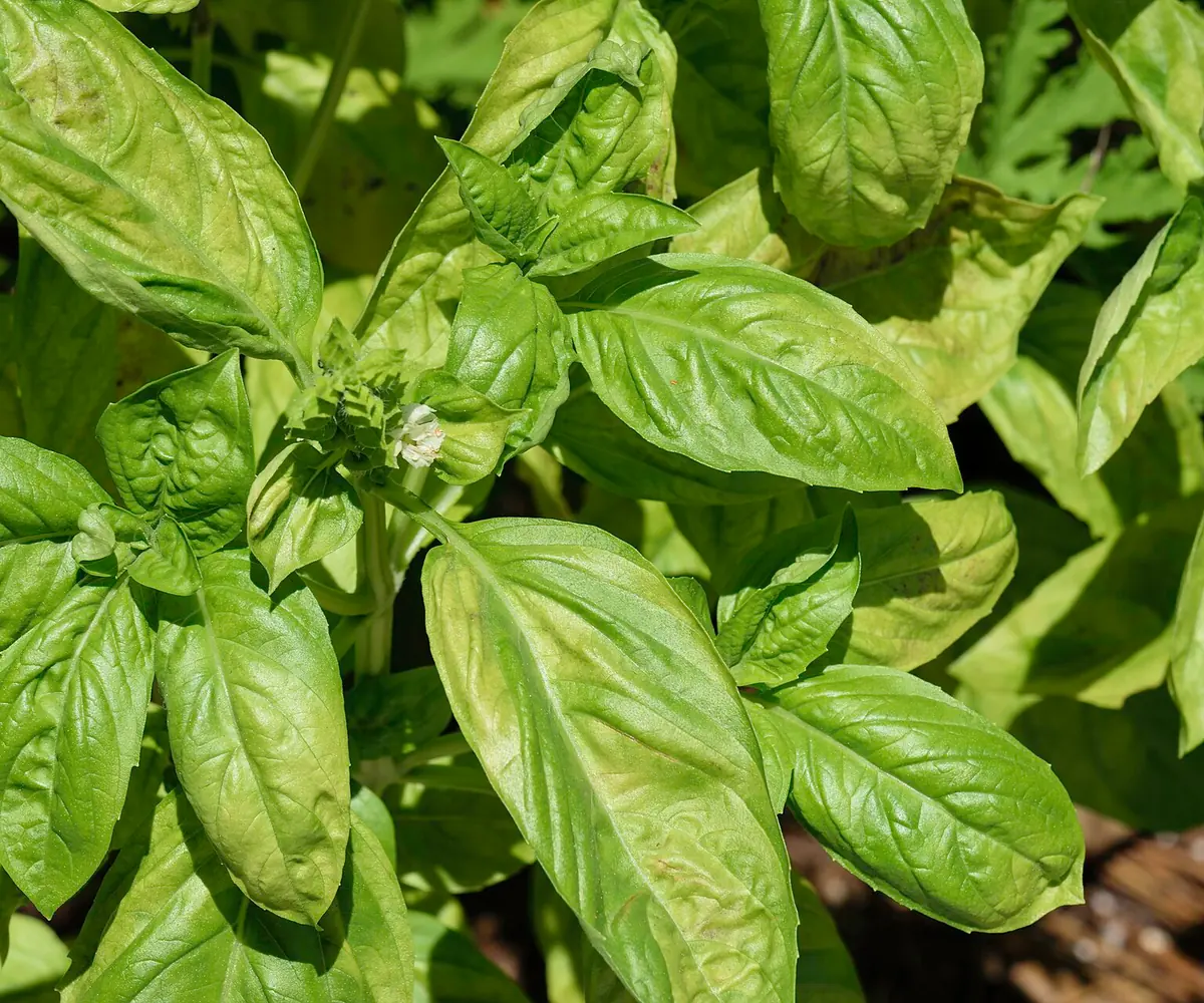 Basil plant, the raw material for Egyptian basil oil