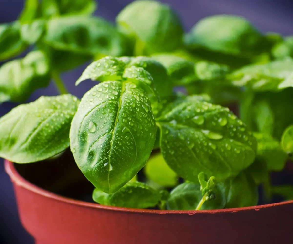 Fresh Egyptian basil bunches