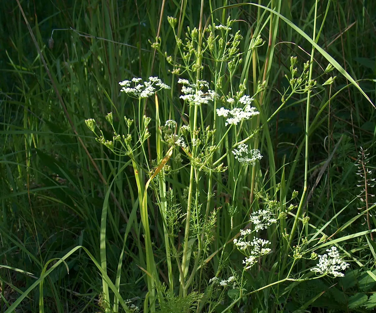 Caraway plant, the raw material for Egyptian caraway oil