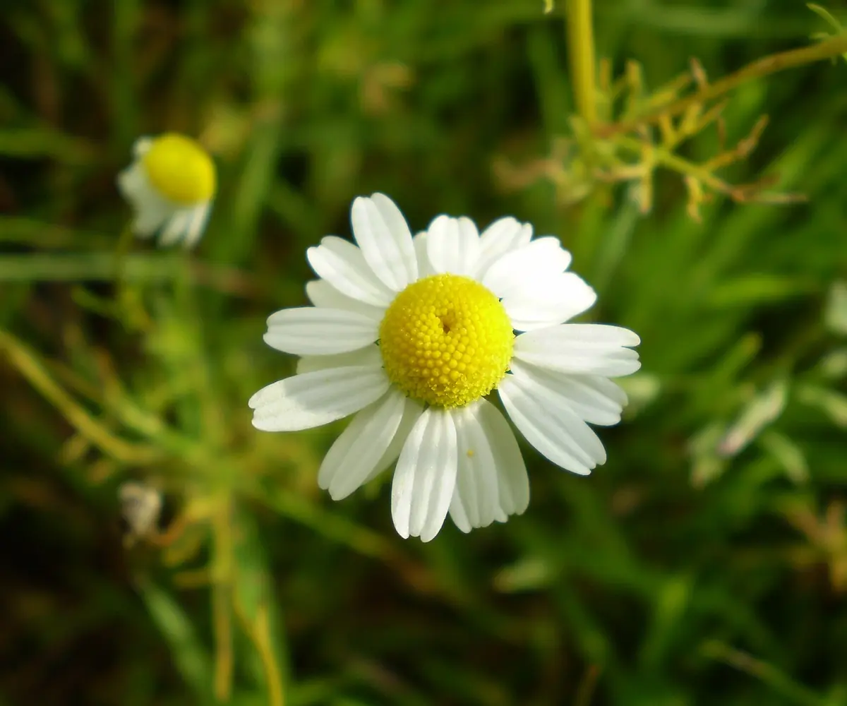 Chamomile flower, the raw material for Egyptian chamomile oil