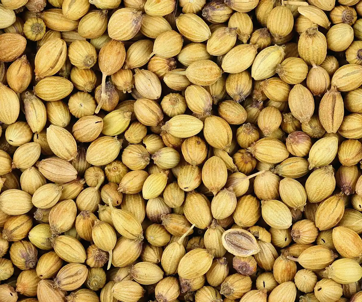Coriander seed, the raw material for Egyptian coriander seed oil