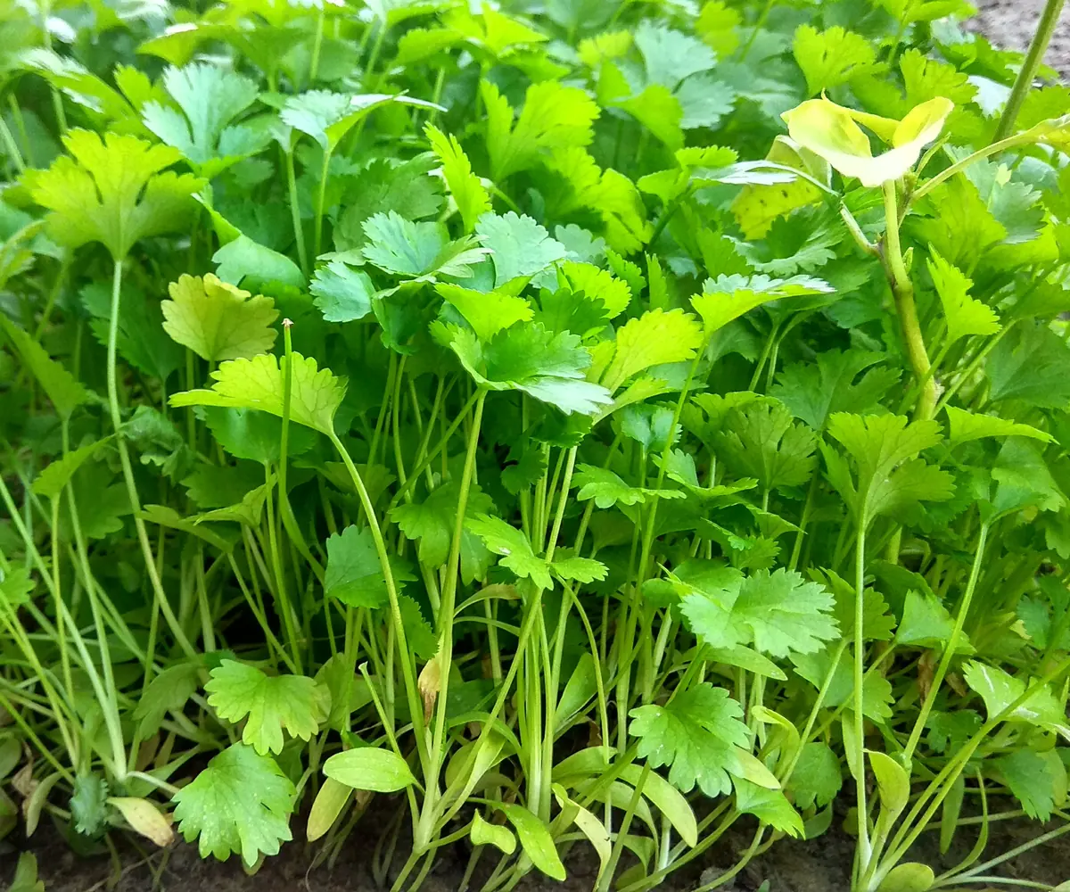 Fresh Egyptian coriander bunches