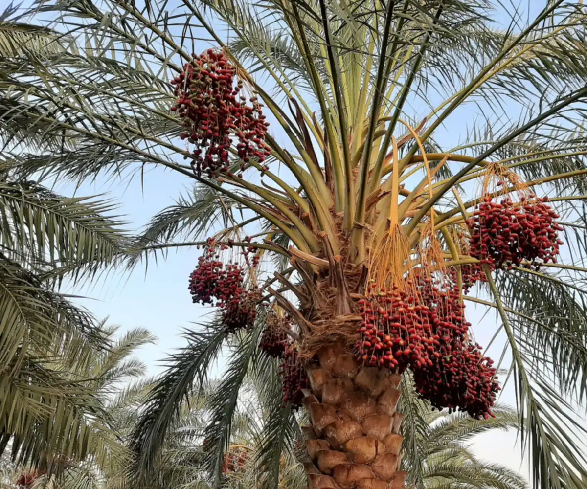 Fresh Egyptian dates