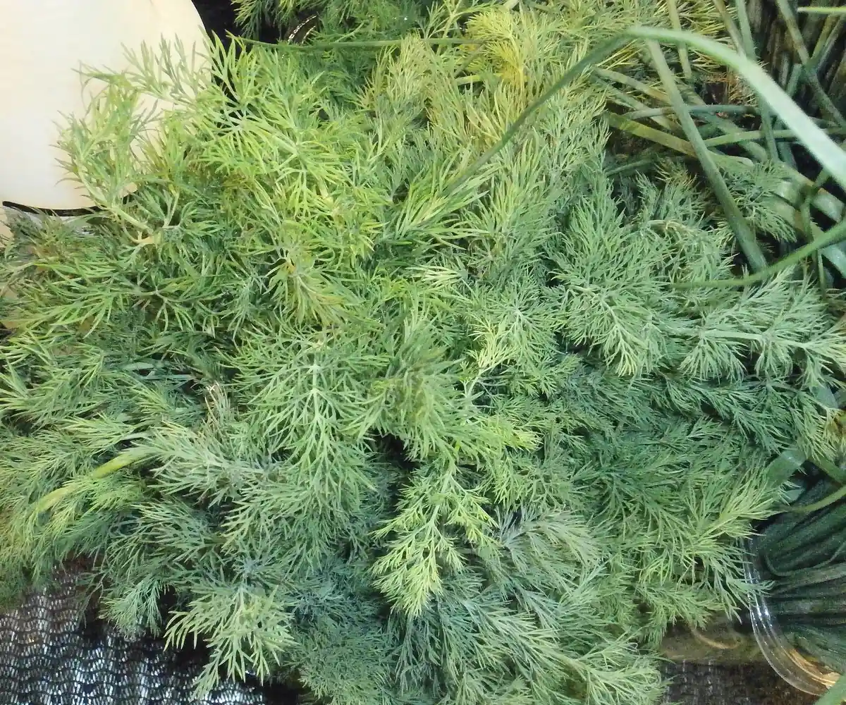 Fresh Egyptian dill bunches