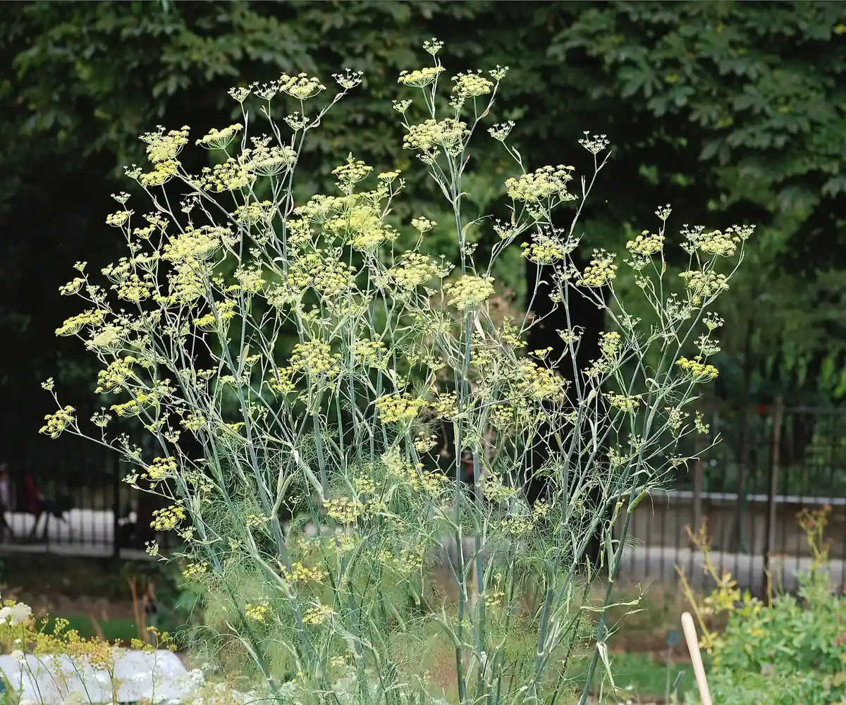 Fennel plant, the raw material for Egyptian fennel oil