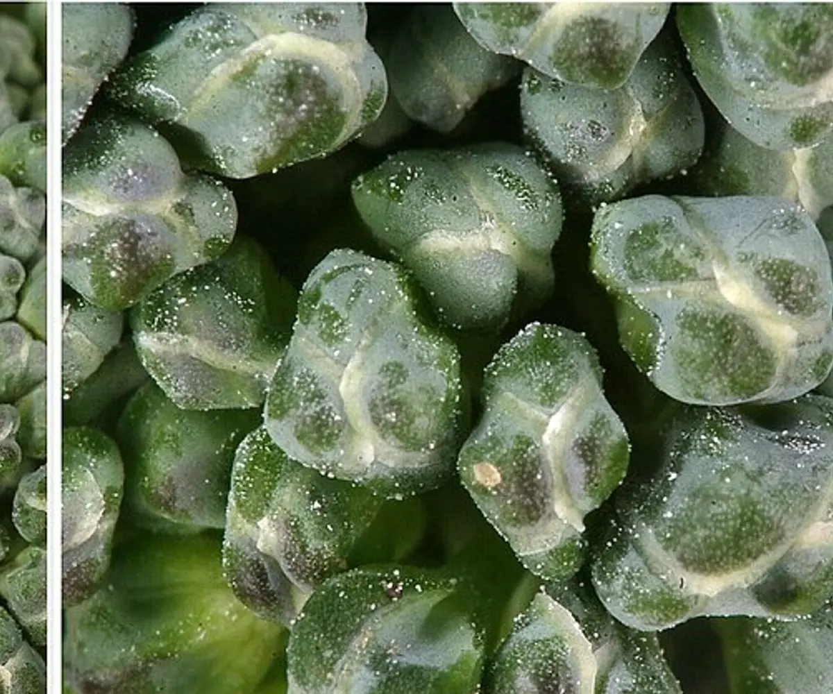 Egyptian frozen broccoli florets