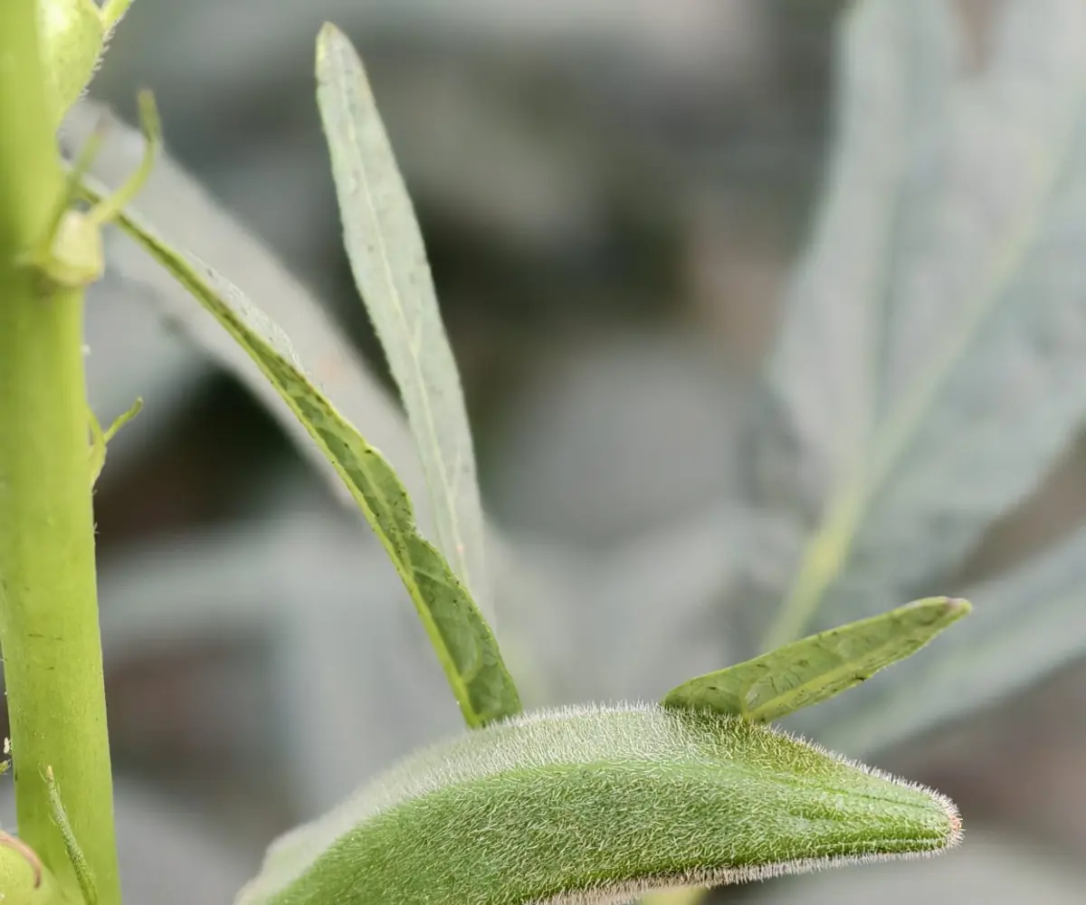 Egyptian frozen okra