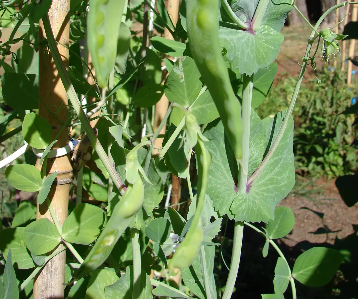 Egyptian frozen sugar peas