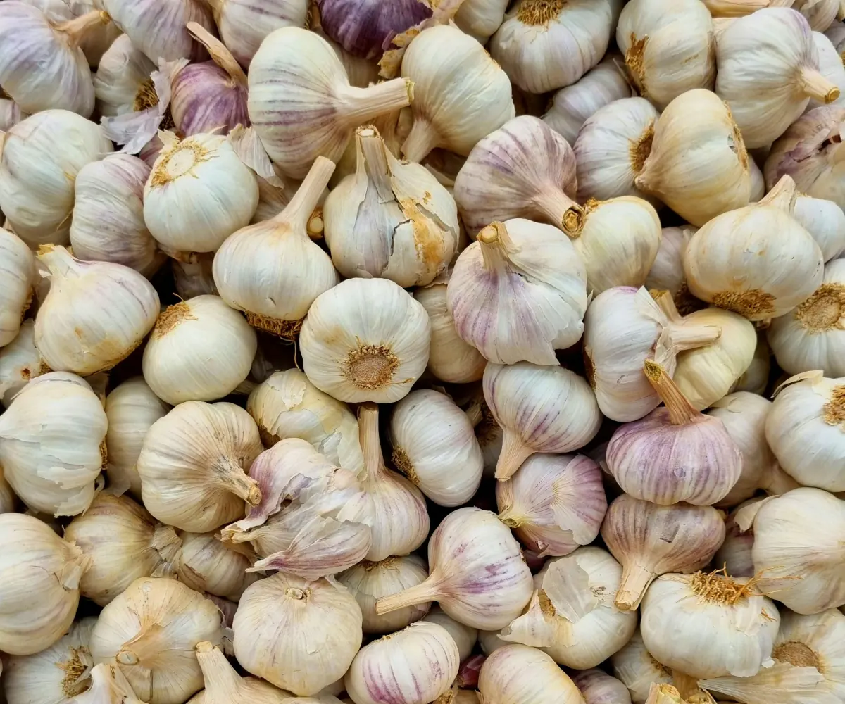Fresh Egyptian garlic bulbs
