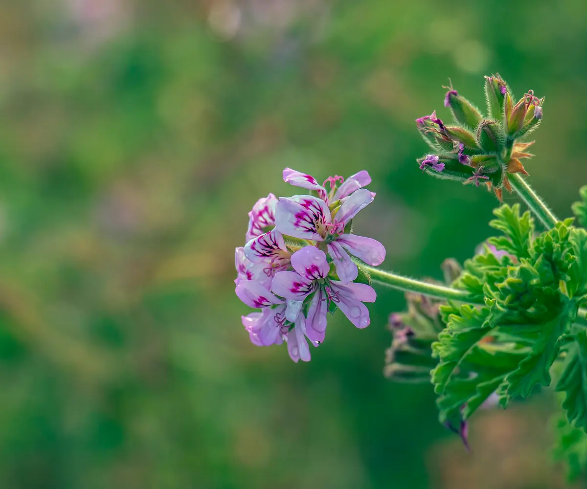 Scented geranium, the raw material for Egyptian geranium oil