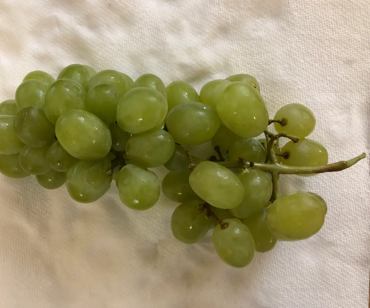 Fresh Egyptian table grapes