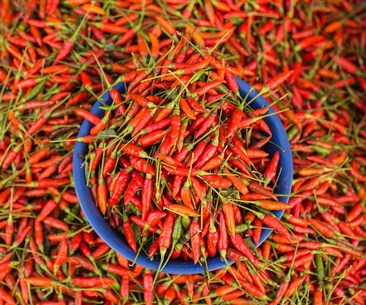 Fresh Egyptian hot peppers