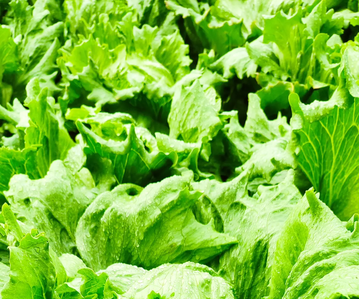 Fresh Egyptian iceberg lettuce heads