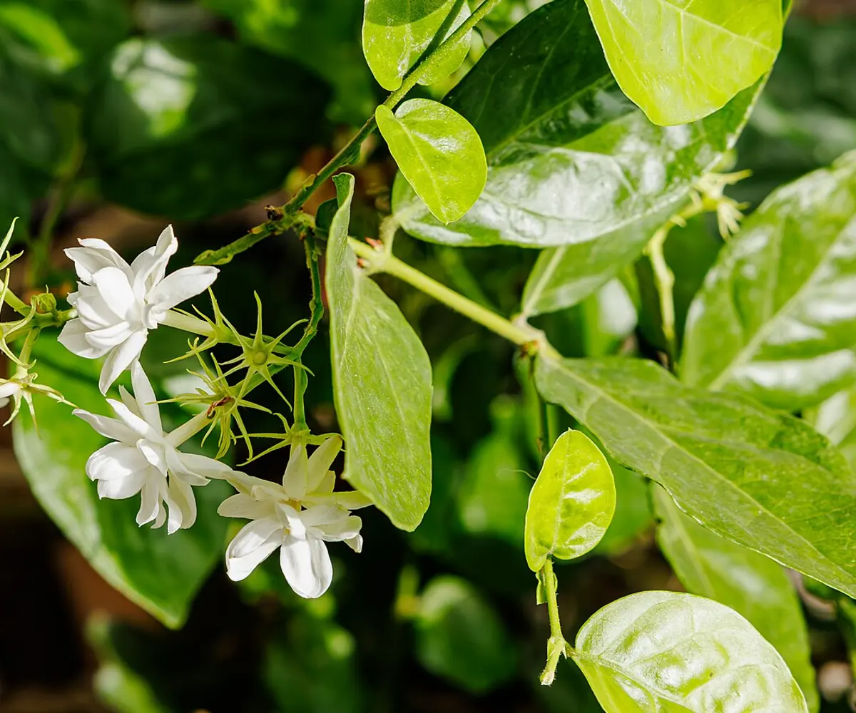 Jasmine blossom, the raw material for Egyptian jasmine absolute