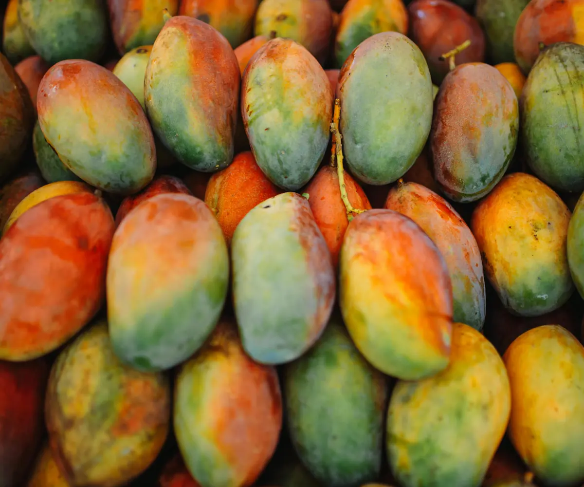 Fresh Egyptian mangoes