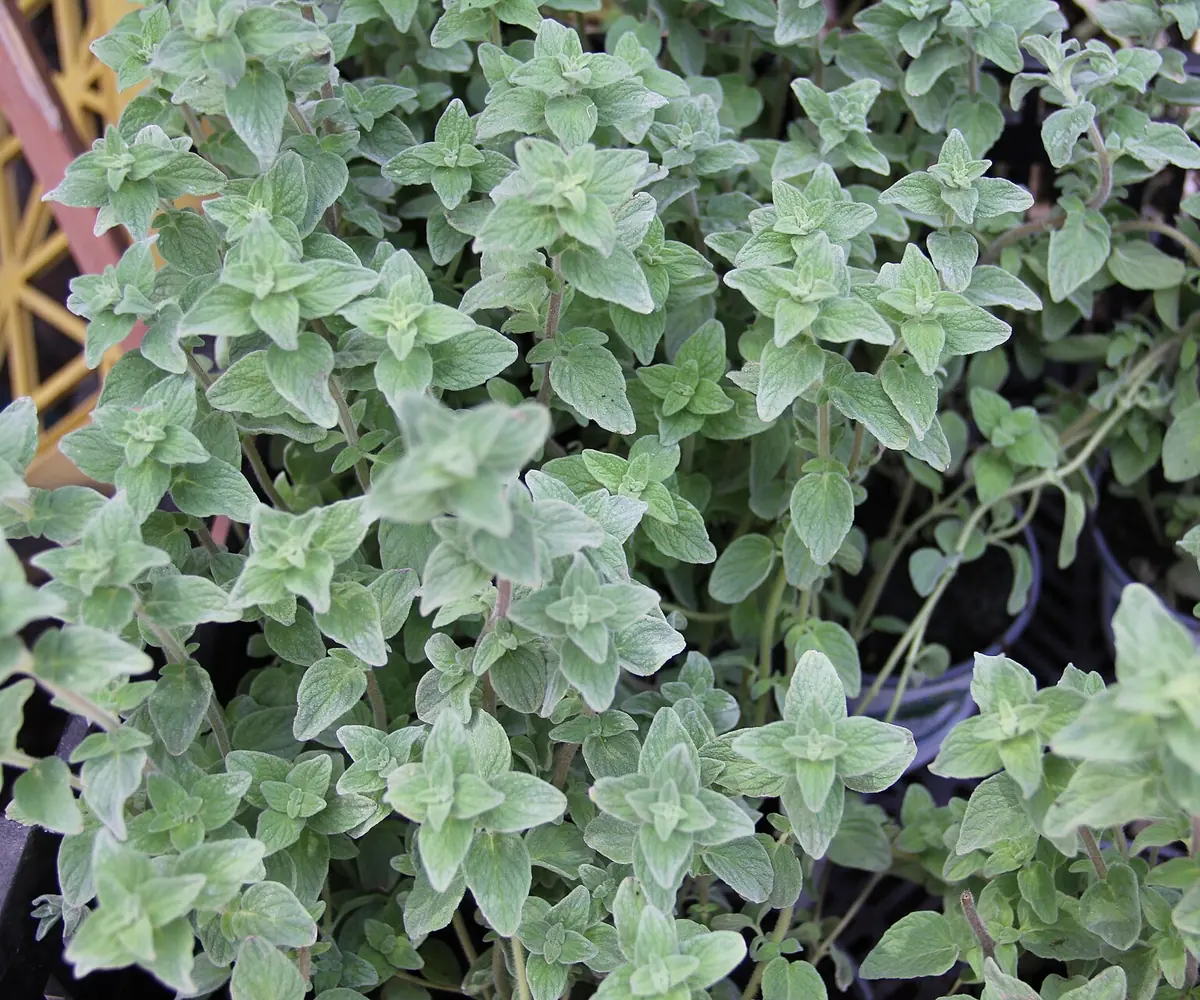 Marjoram plant, the raw material for Egyptian marjoram oil