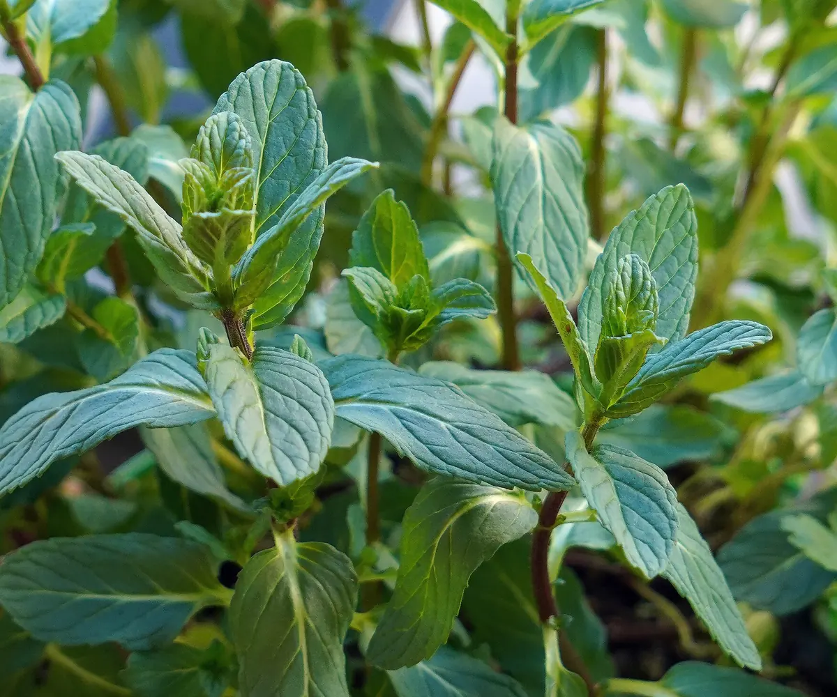 Fresh Egyptian mint bunches