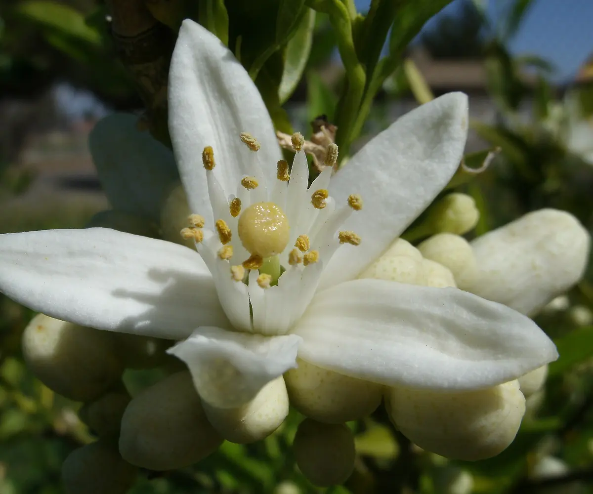 Orange blossom, the raw material for Egyptian neroli oil
