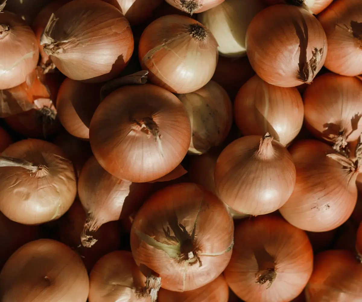 Egyptian red and golden onions