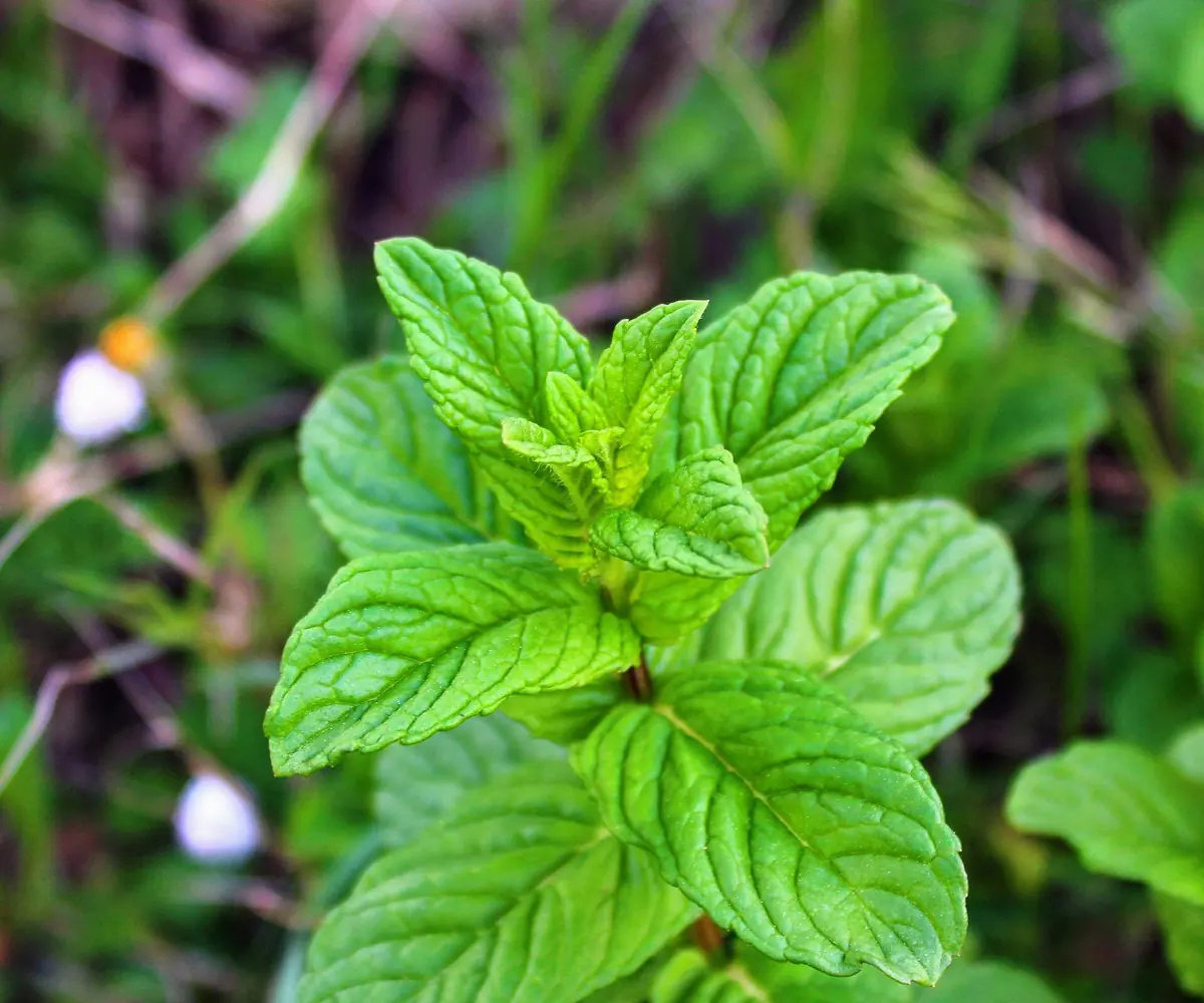 Peppermint plant, the raw material for Egyptian peppermint oil