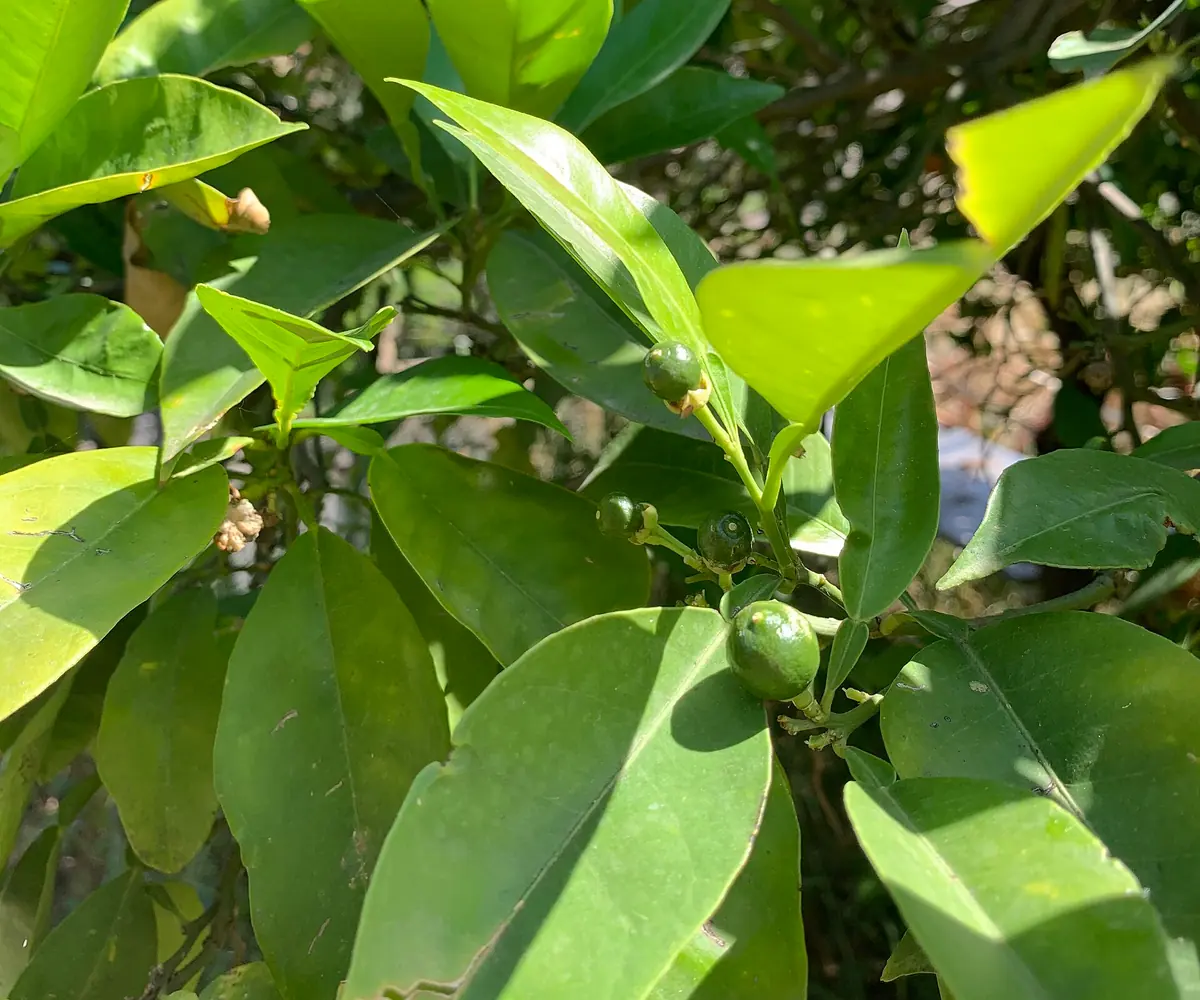 Bitter orange tree leaves, the raw material for Egyptian petitgrain oil