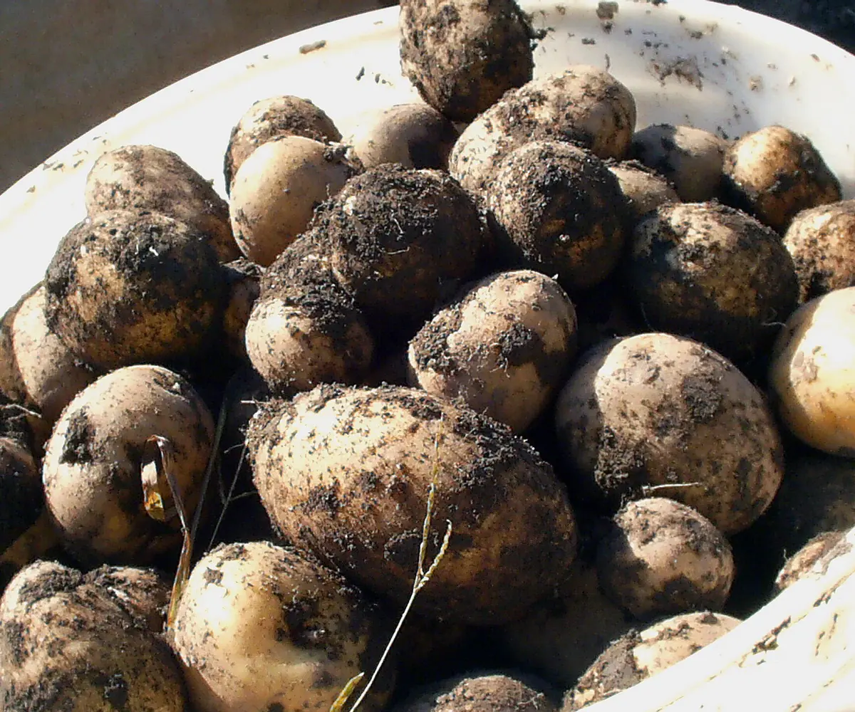 Fresh Egyptian potatoes