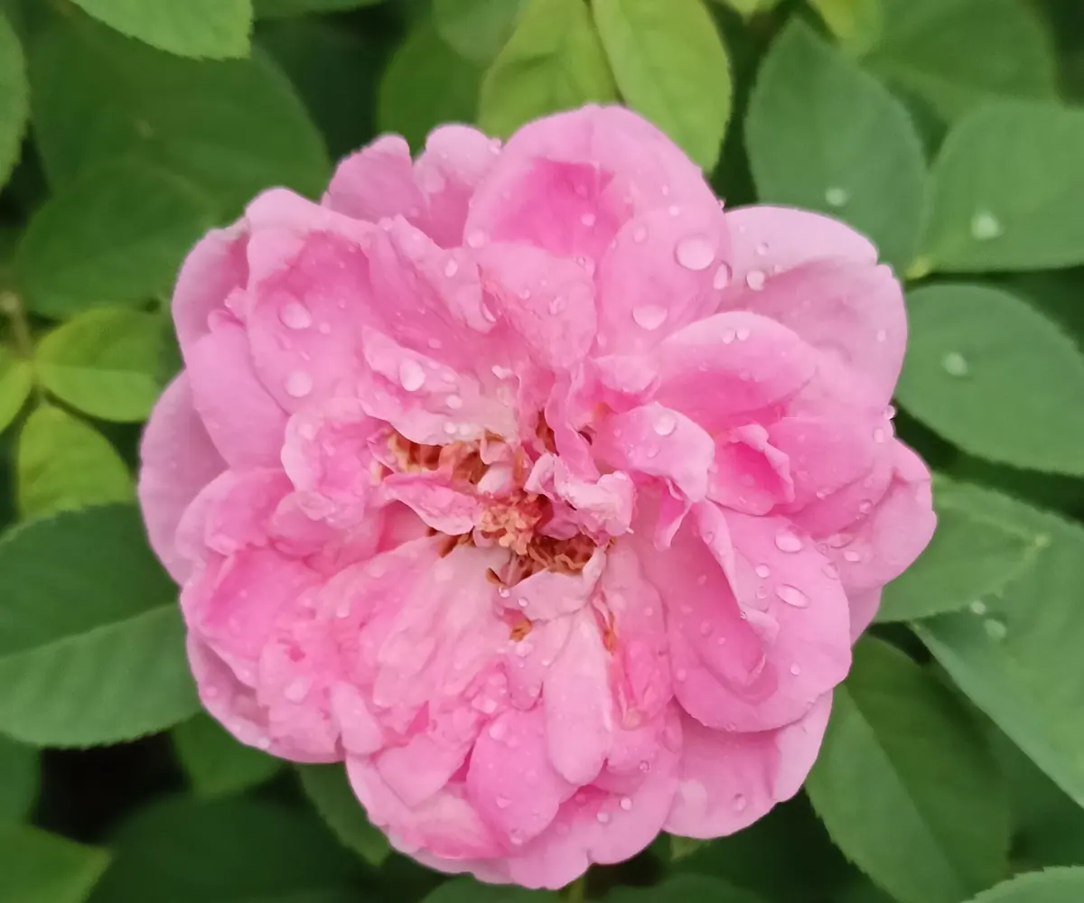 Damask rose, the raw material for Egyptian rose oil