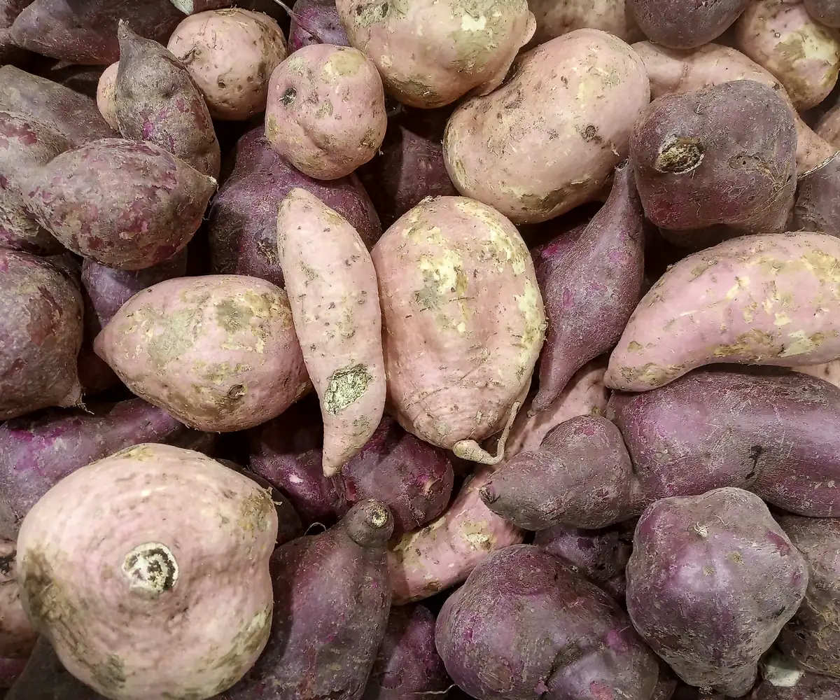 Fresh Egyptian sweet potatoes